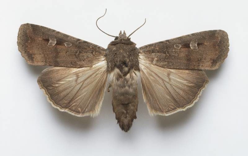 bogong moth magnetism navigation