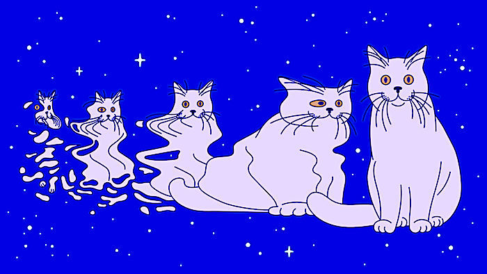 Schrodingercats