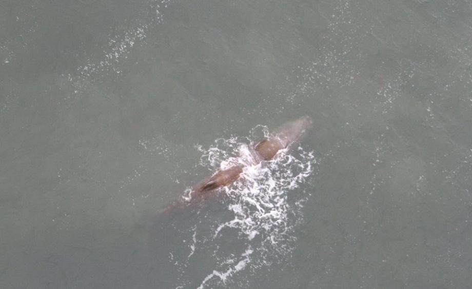 Sperm whale spotted in the North Sea off the coast of Den Helder, 25 June 2018.