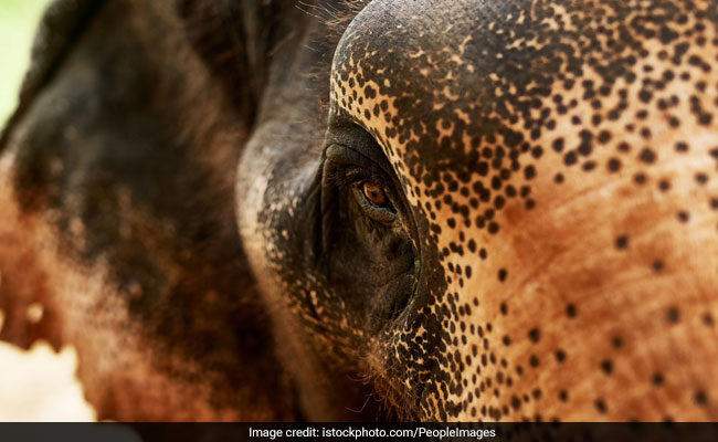 A Thailand man was trampled to death by 5 wild elephants in on Friday (Representational)