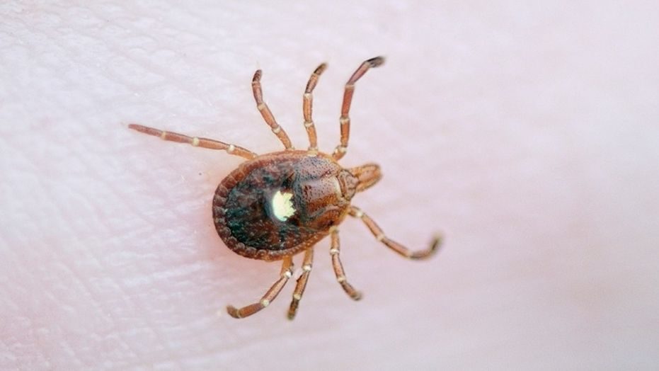A Lone Star tick.