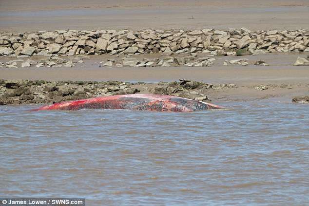 Julia Cable from British Divers Marine Life Rescue said the carcass was found on the West Lynn side of the river this afternoon.