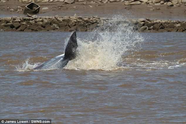 An infant fin whale that was spotted yesterday in the Great Ouse river in Norfolk has been confirmed dead.