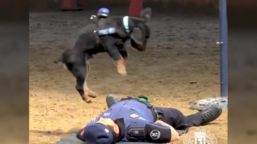 oncho performs cpr