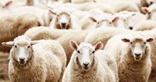 herd immunity