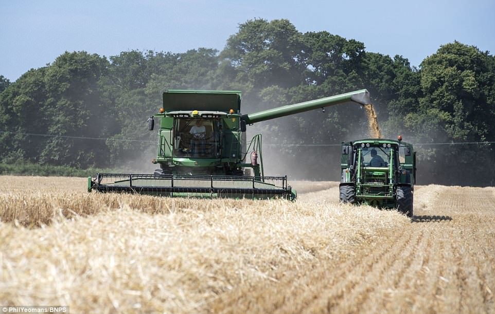 Click to enlarge A harvester at the farm in Ringwood which began harvesting its arable land as early as June 28