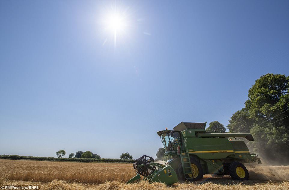 They began harvesting their 750 acres of arable land on June 28, two weeks earlier than normal