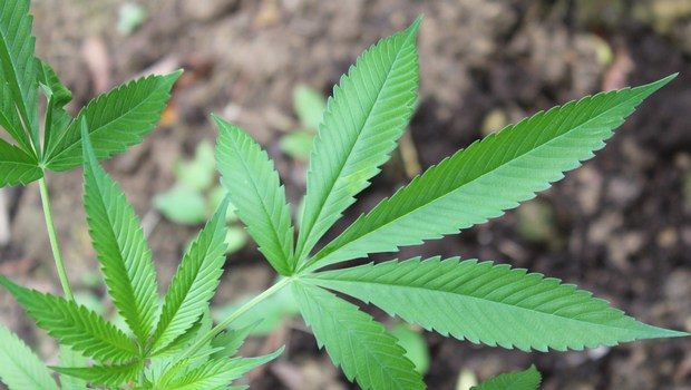 weed marijuana