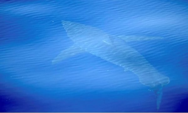 great white shark