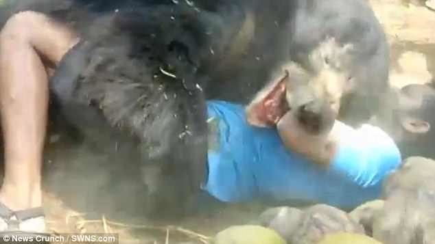 Click to enlarge The bear jumps on to the man, pinning him to the ground and bites his left arm