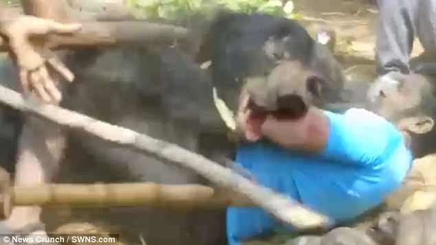 Click to enlarge Villagers attack the bear with long sticks, to try and stop it from killing a third person