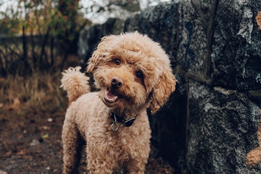 Click to enlarge Dog Understands Words