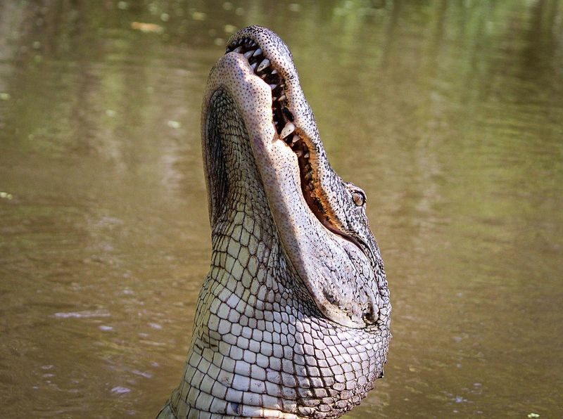 Click to enlarge A Florida teenager was enjoying a day on the water when an unexpected deadly visitor approached.