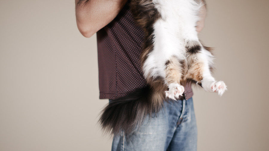 Cat and man