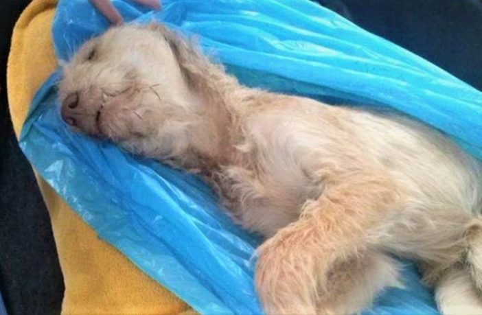 dead dog