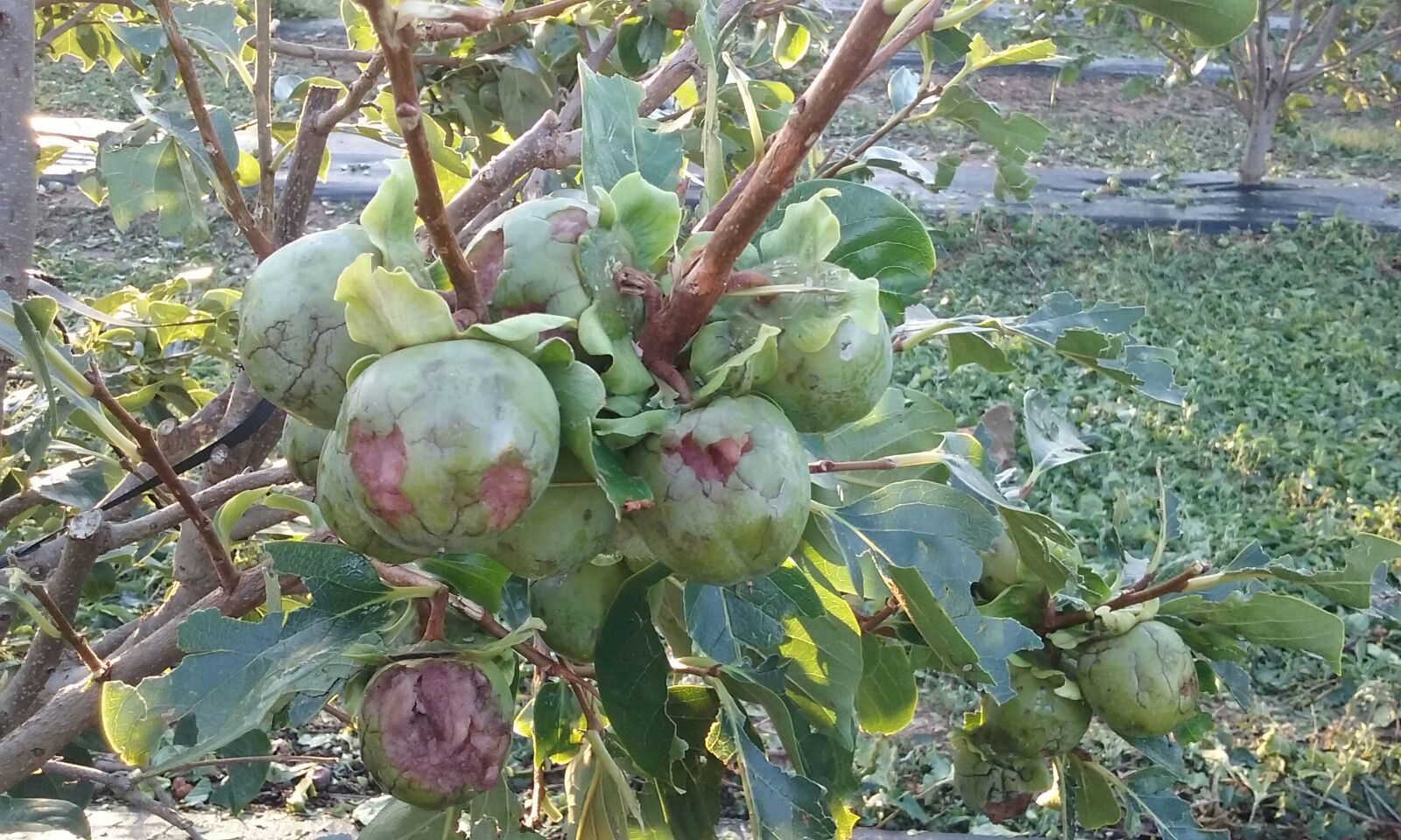 Click to enlarge Valencia fruit damage