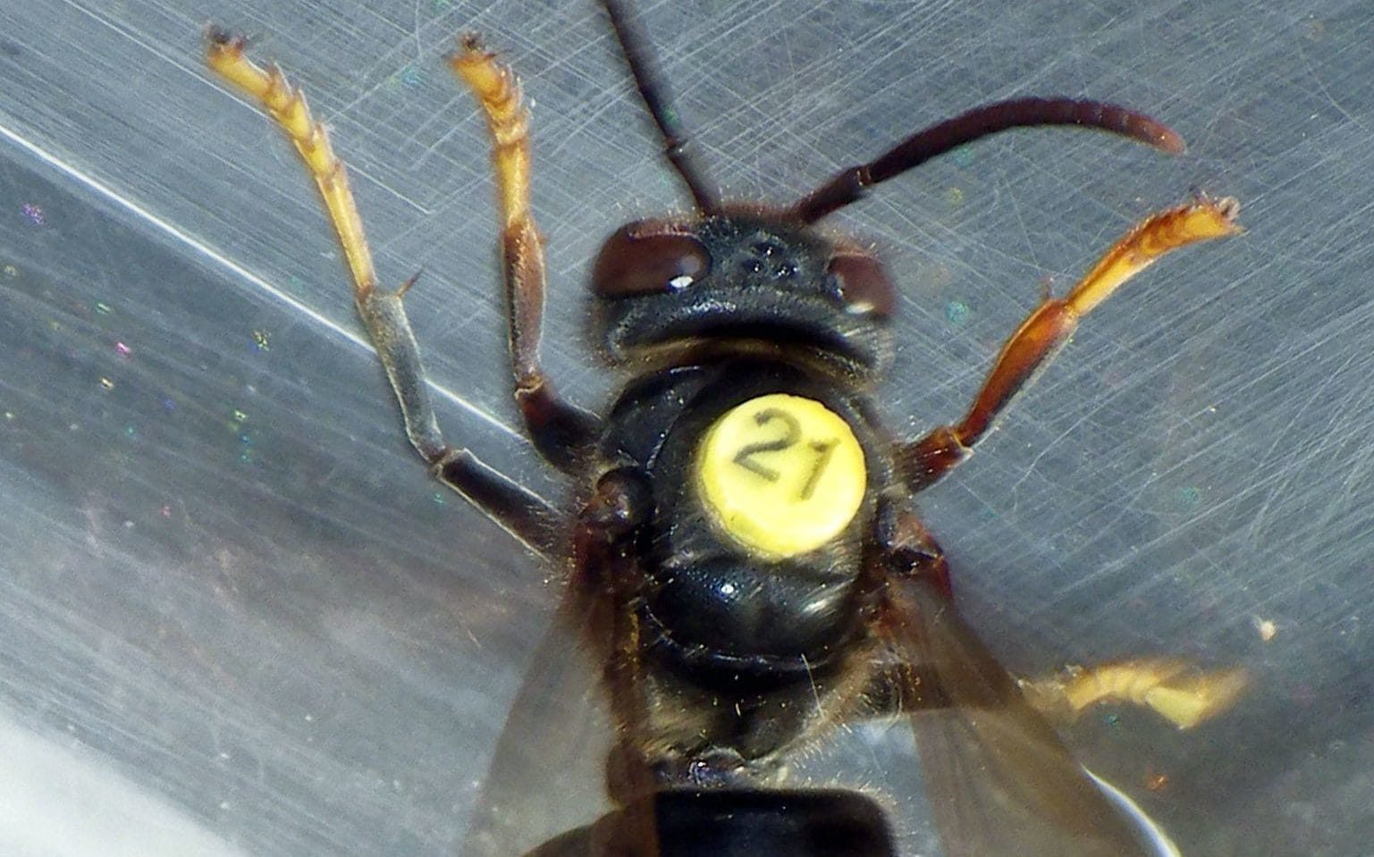 asian hornet tracking