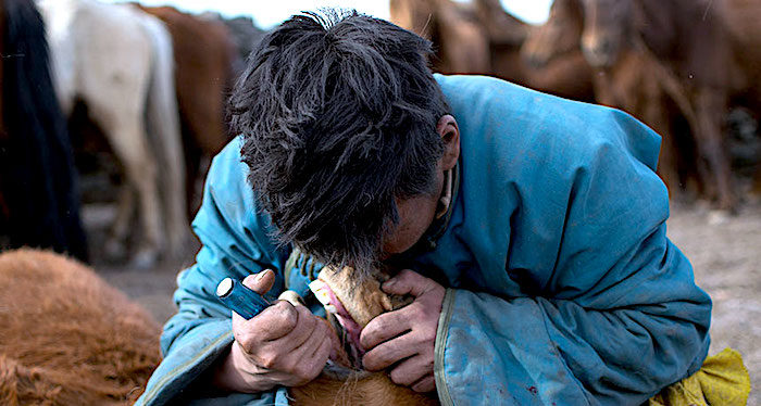 Horse tooth extraction