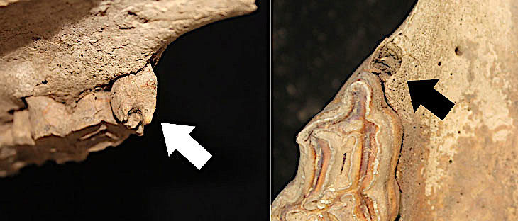 horse teeth pics