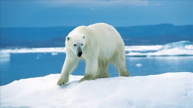 Click to enlarge Polar bear