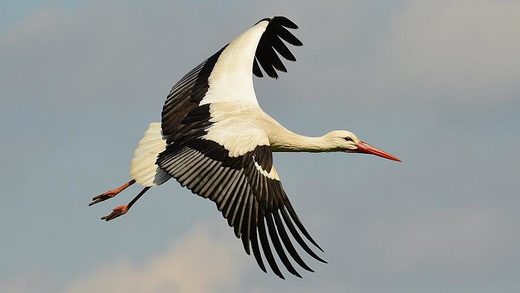 Roaming stork racks up huge phone bill for Polish eco-charity