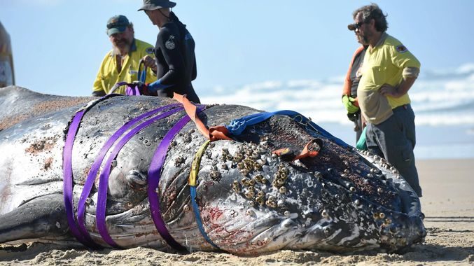 National Parks and Wildlife help to remove an 8.8m juvenile humpback whale from Tallow Beach near Tallow Creek in Byron Bay after it washed ashore dead.