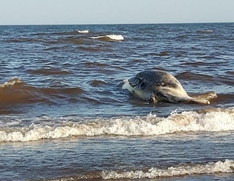 Tina Casavant Robichaud discovered the carcass while walking the water's edge on Monday night.