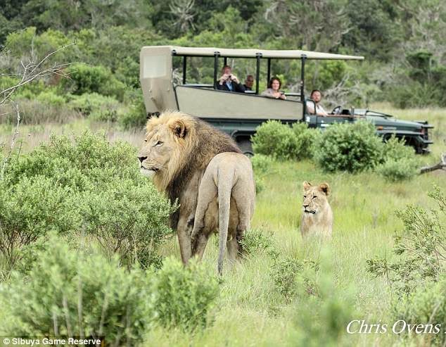 lions