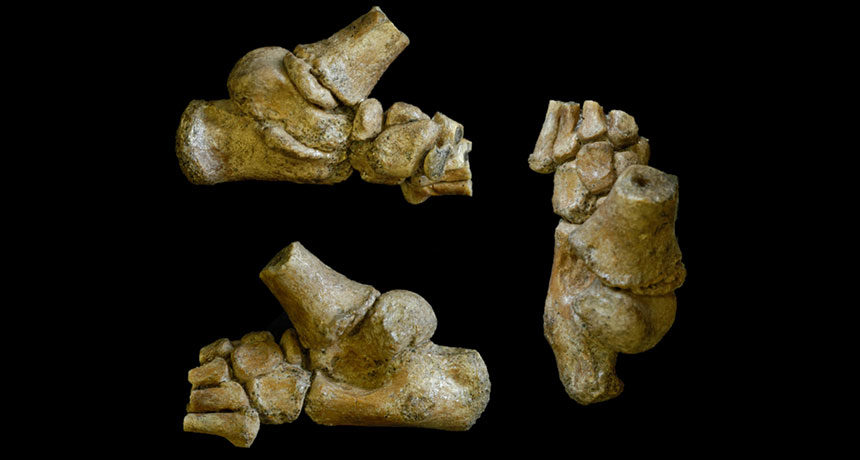 Click to enlarge Fossil Foot