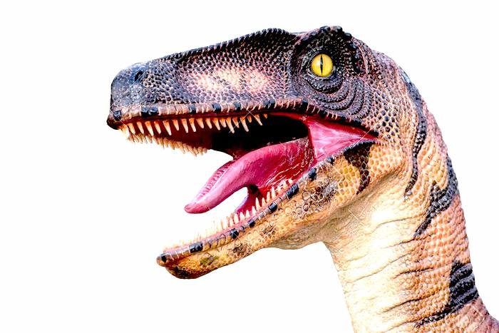 dinohead