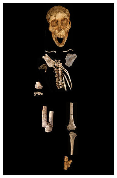 Hominid Fossil Skeleton