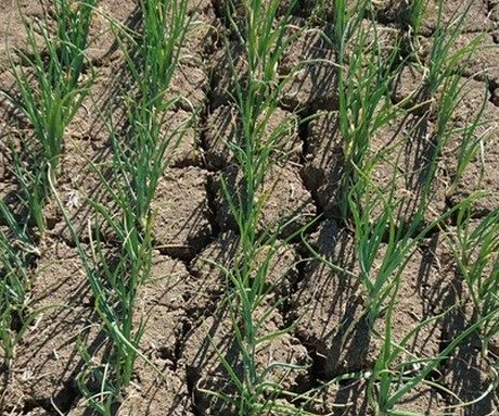 dry soil