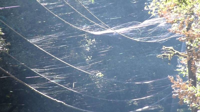 Click to enlarge ballooning spiders