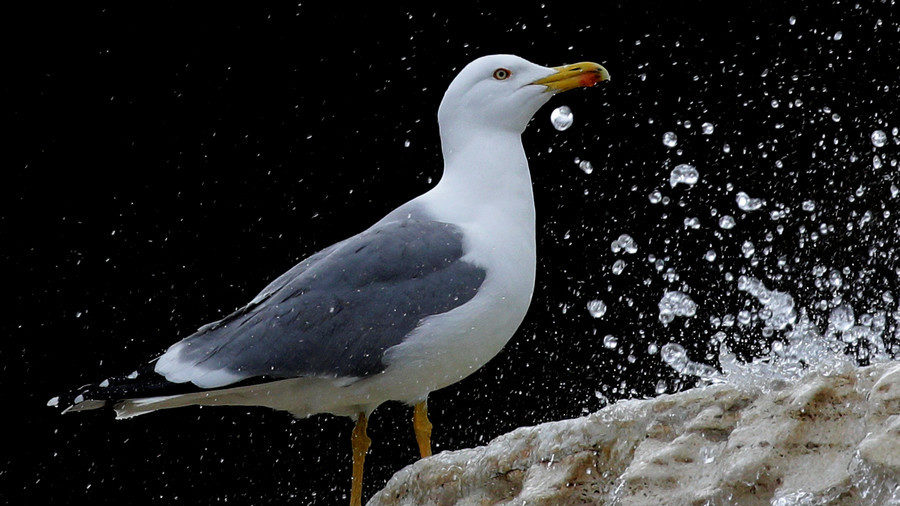 Seagull