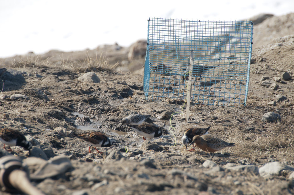 Turnstones, together with a Red Knot and a Sanderling, foraging at the end of the sewage hose, close to a strategically placed trap.