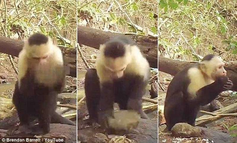 Click to enlarge white-faced capuchins stone tools