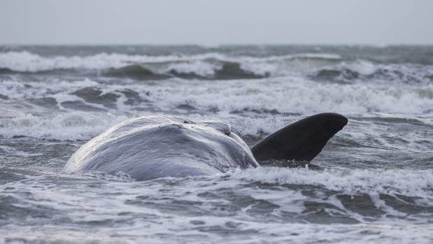Click to enlarge How the sperm whale died is unknown.