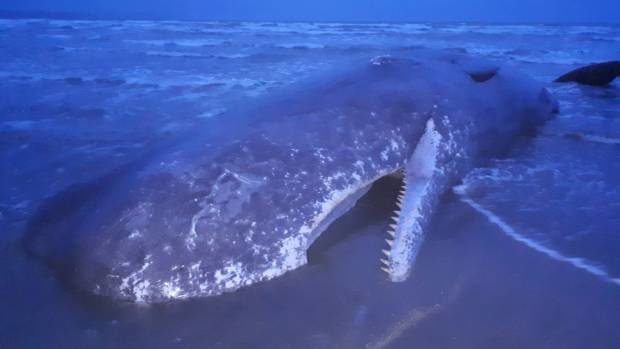 Local iwi will bless the whale, before a suitable burial site is found.