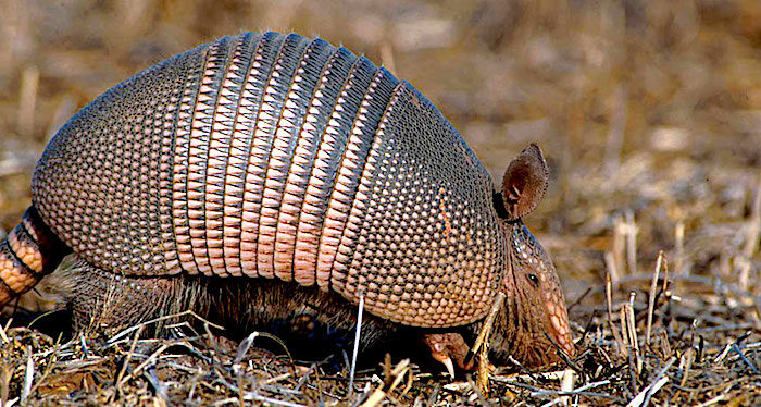 Click to enlarge armadillo