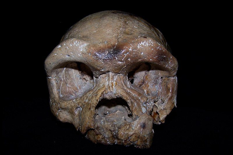dali skull