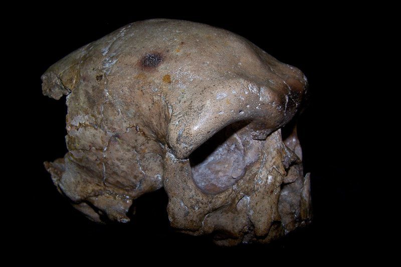 dali skull