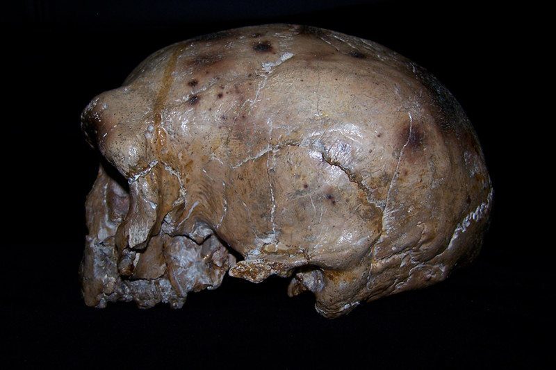 dali skull