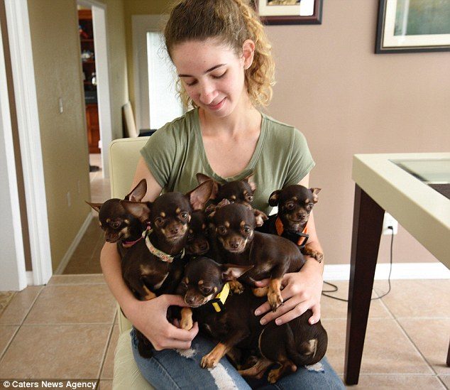 miniature dog