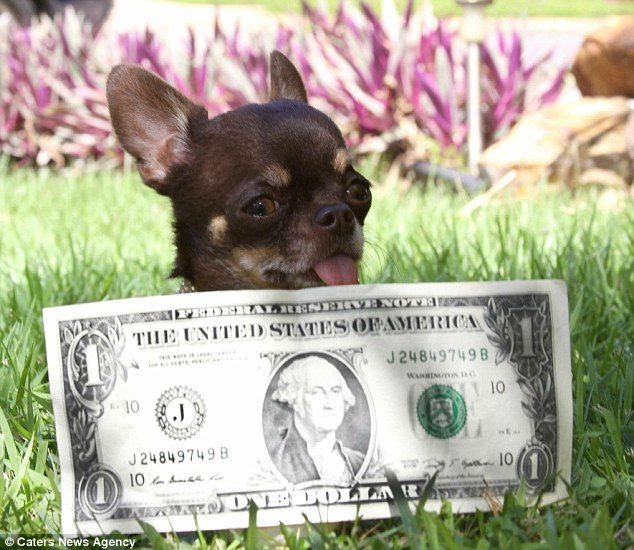 Click to enlarge Millie the tiny dog