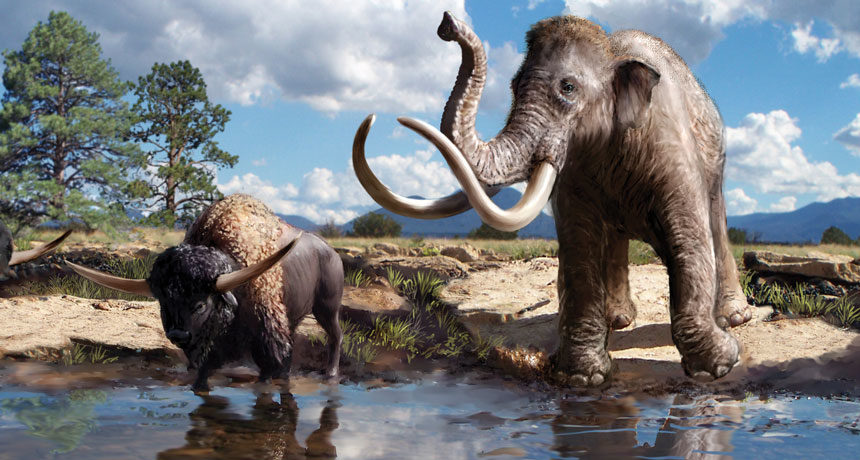 Click to enlarge Pleistocene mammoths