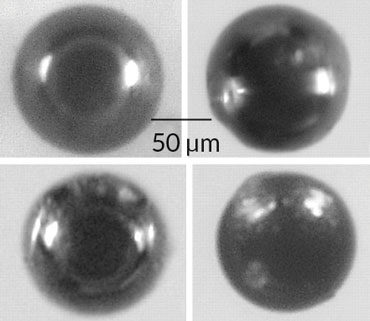 Click to enlarge microspherules