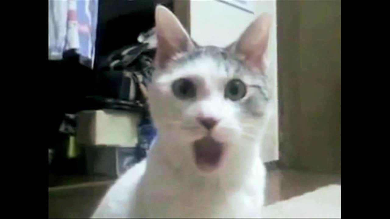 shocked cat