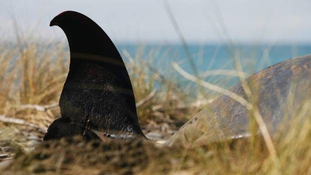 Two pygmy sperm whales were found washed up on Māhia Beach on Monday morning. (File photo)