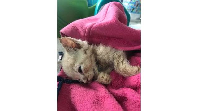 kitten buried alive