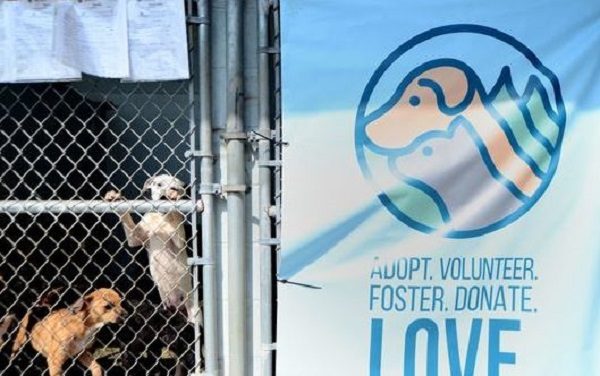 animal shelter